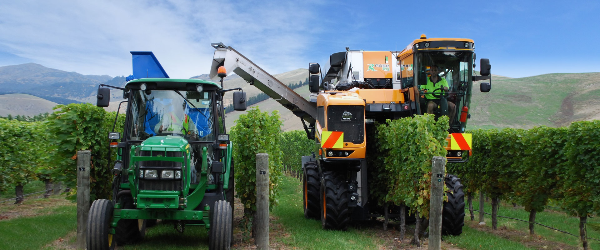 Grape Harvesting